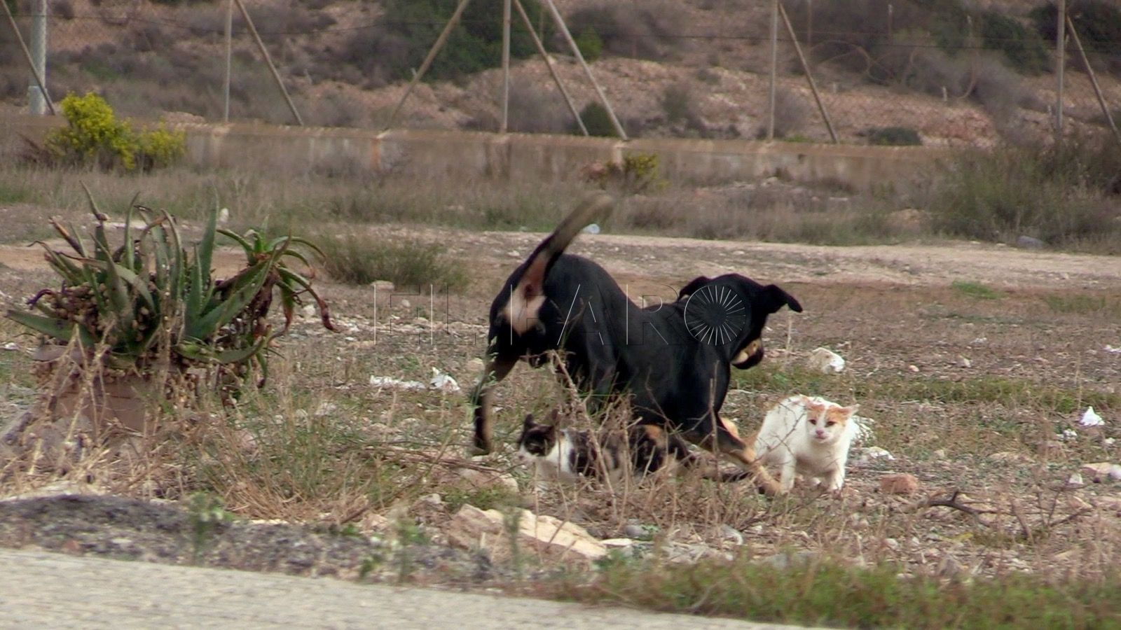 Experto denuncia que España carece de una estrategia nacional y unificada contra la rabia