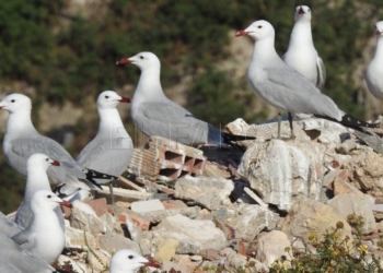 Melilla participará en el primer censo de gaviotas invernantes