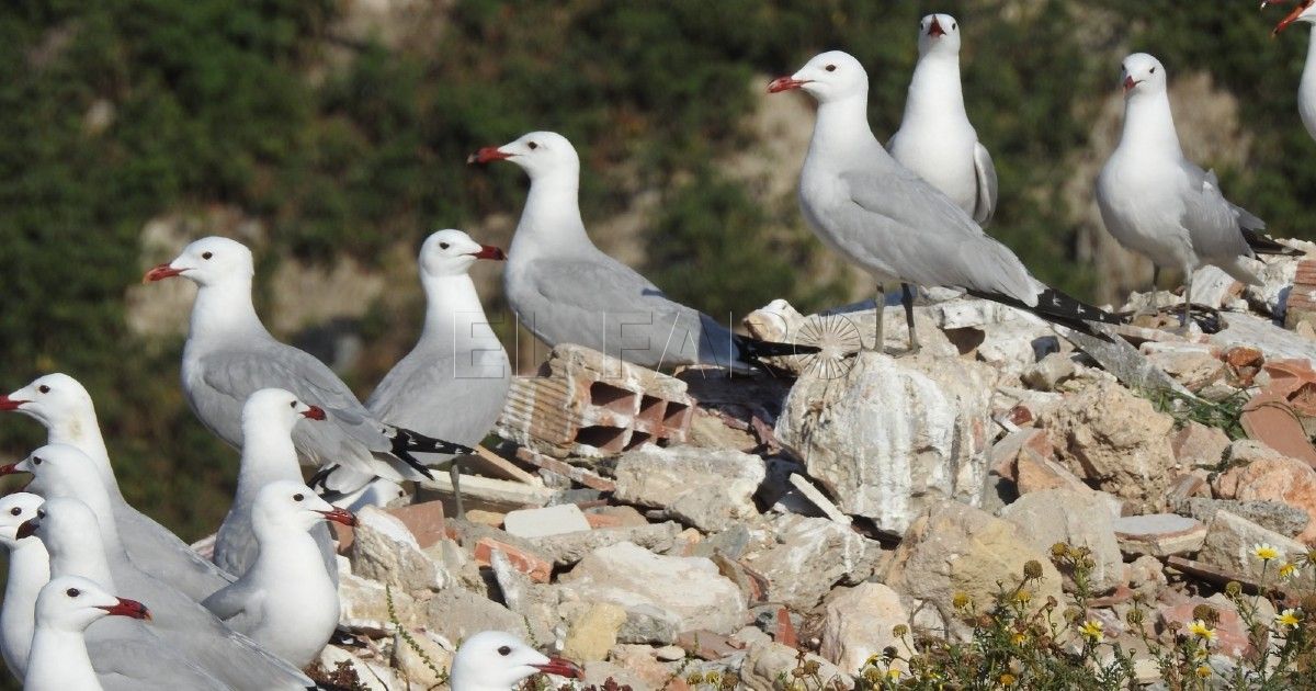 Melilla participará en el primer censo de gaviotas invernantes