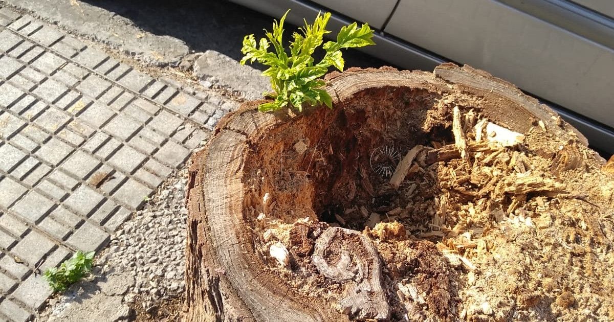 Ecologistas denuncian la reducción de más de un 50% en los gastos de gestión medioambiental en Melilla