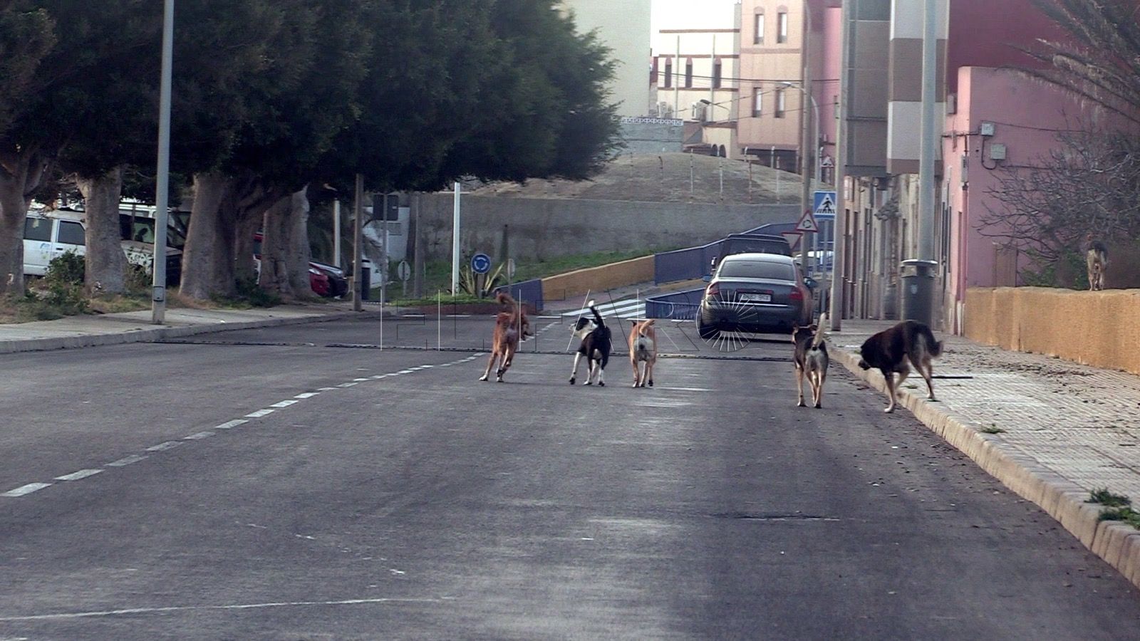 Veterinarios acusan a Maeso de "exacerbado animalismo" en medio de un brote de rabia en Melilla