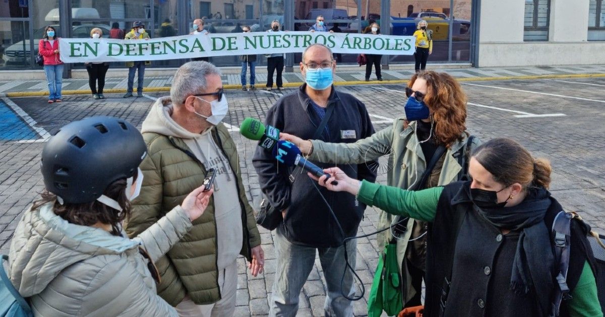 Ecologistas melillenses piden un mayor respeto por el arbolado urbano