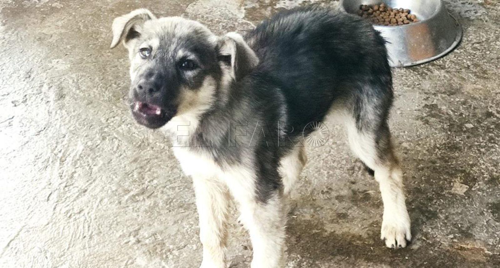 Detectan el caso sospechoso de un perro con rabia: sería el sexto en Melilla