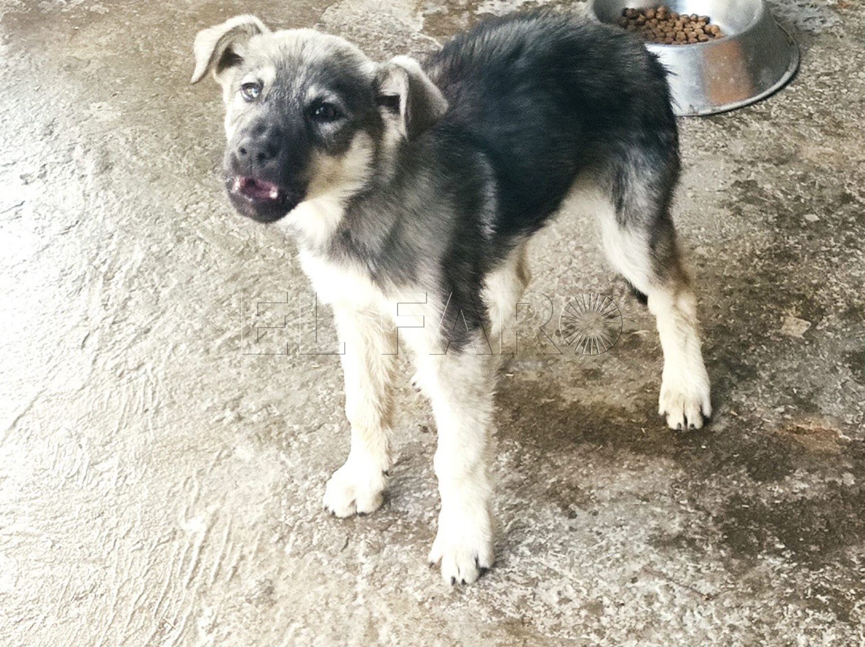 Lluvia de quejas por la presencia de perros salvajes que rondan el centro de Melilla