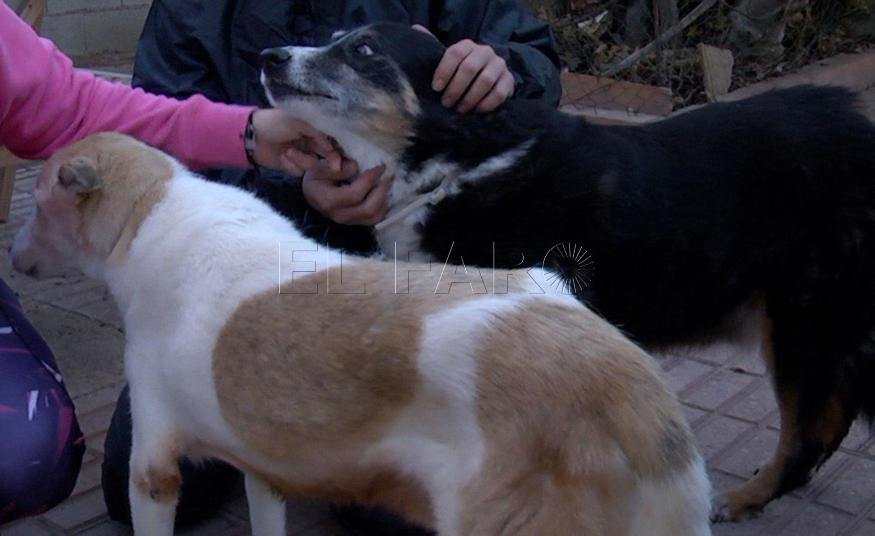 Salud Pública reconoce la saturación en la perrera municipal de Melilla