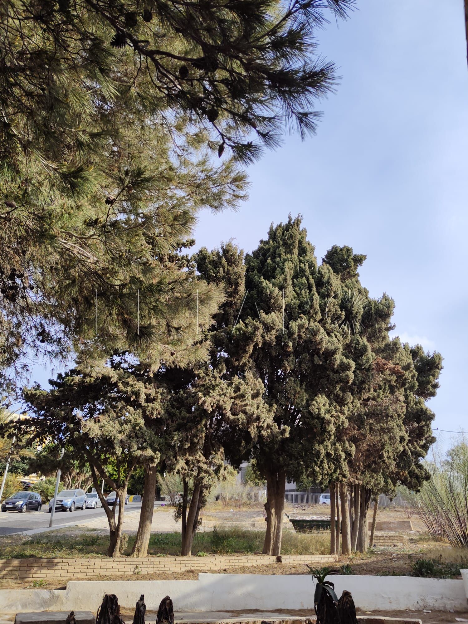 Una Melilla más verde