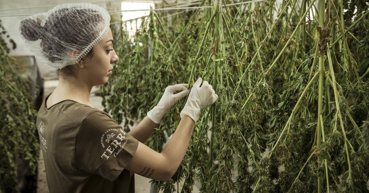 Marihuana, el antídoto marroquí contra la pobreza