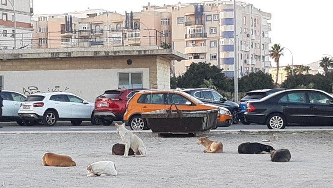 Adomel, CES y Cats&Dogs preguntan por las medidas contra la rabia en Melilla