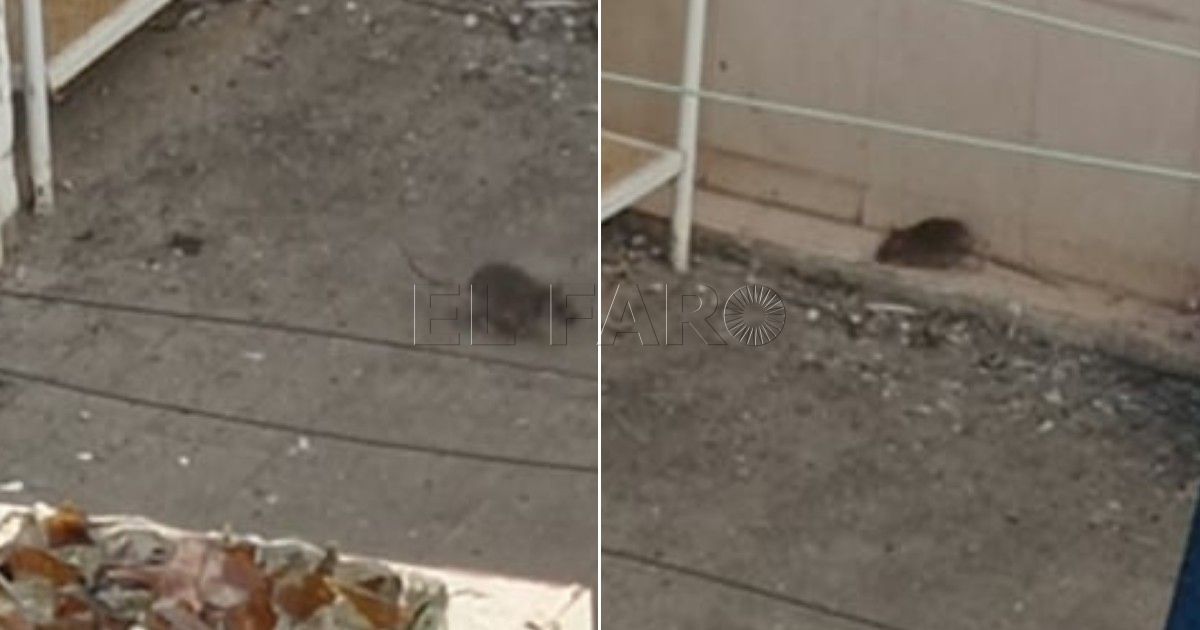 Nos comen las ratas