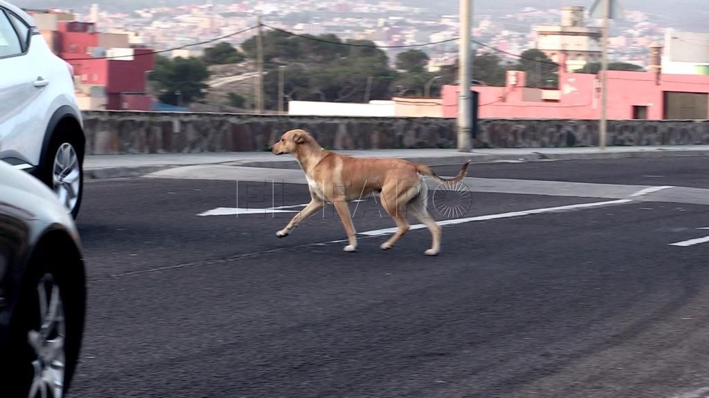 El PP de Melilla critica que Maeso no comparezca en la Comisión de Salud Pública