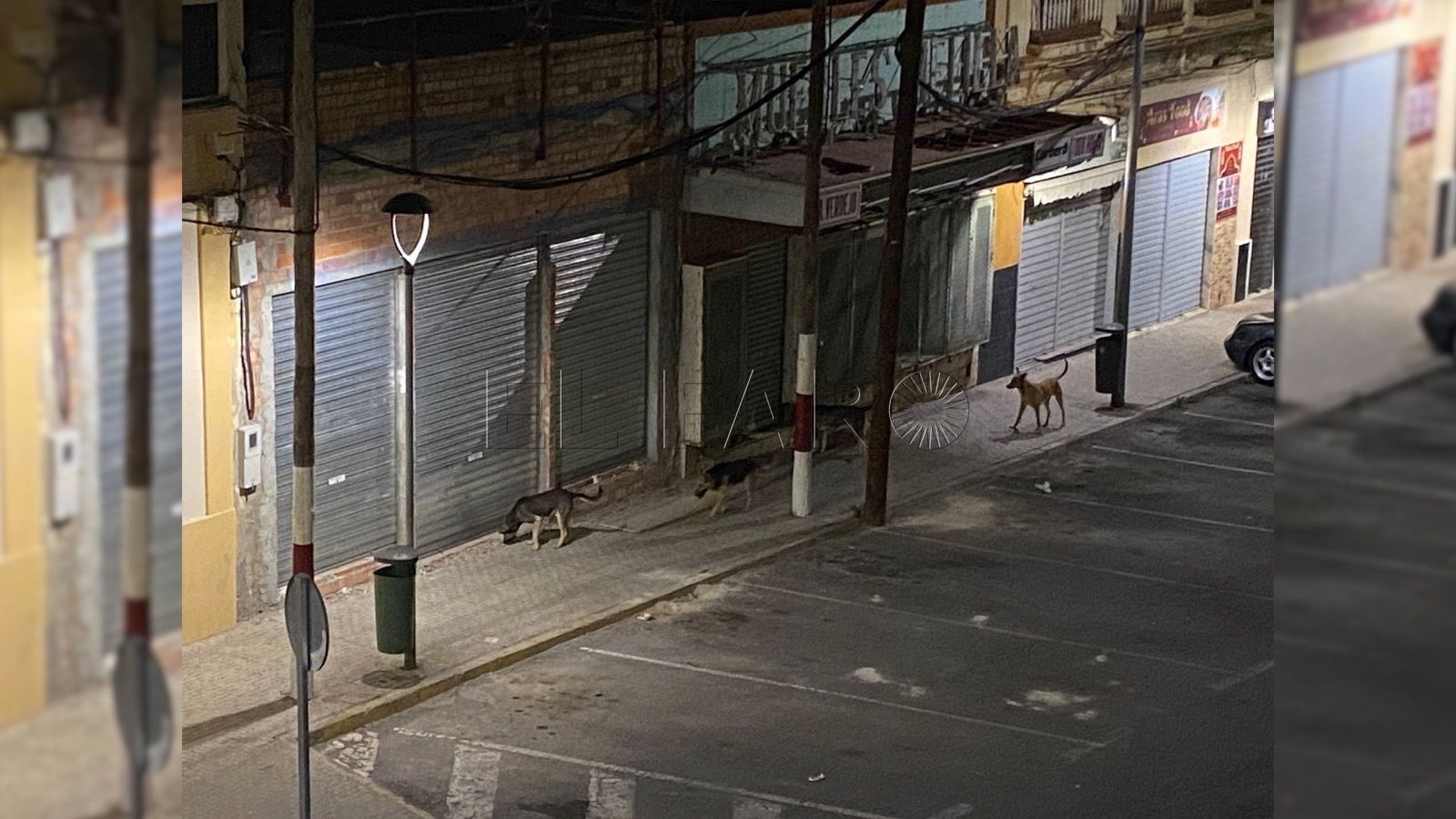 Perros vagabundos siguen deambulando por las calles del centro de Melilla