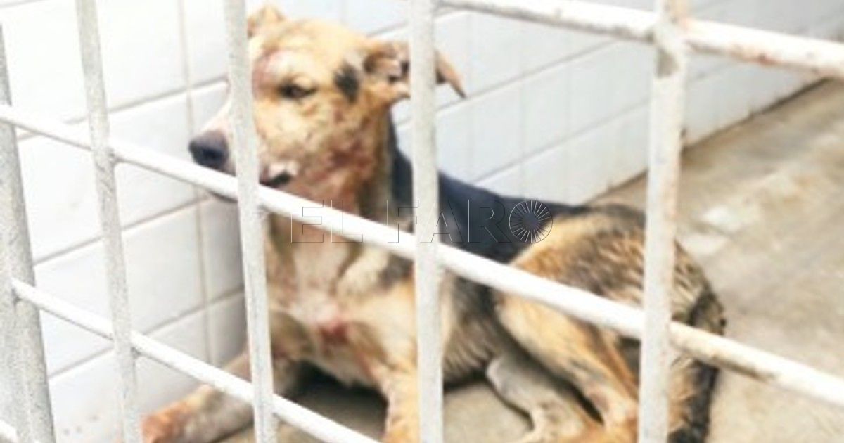 Un perro sospechoso de rabia muerde a varias personas en el Hipódromo, El Real y el Polígono del Sepes