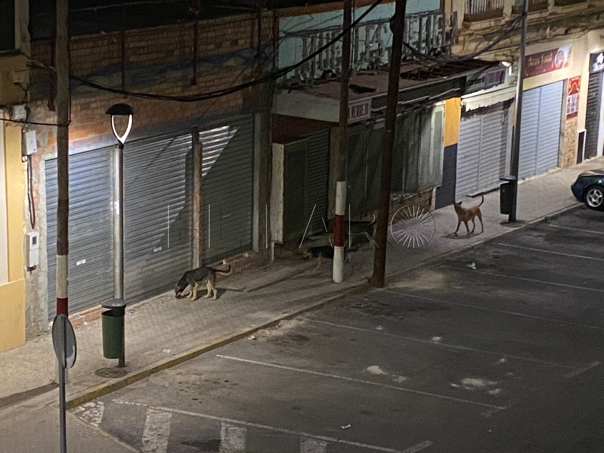 Siguen los perros asilvestrados