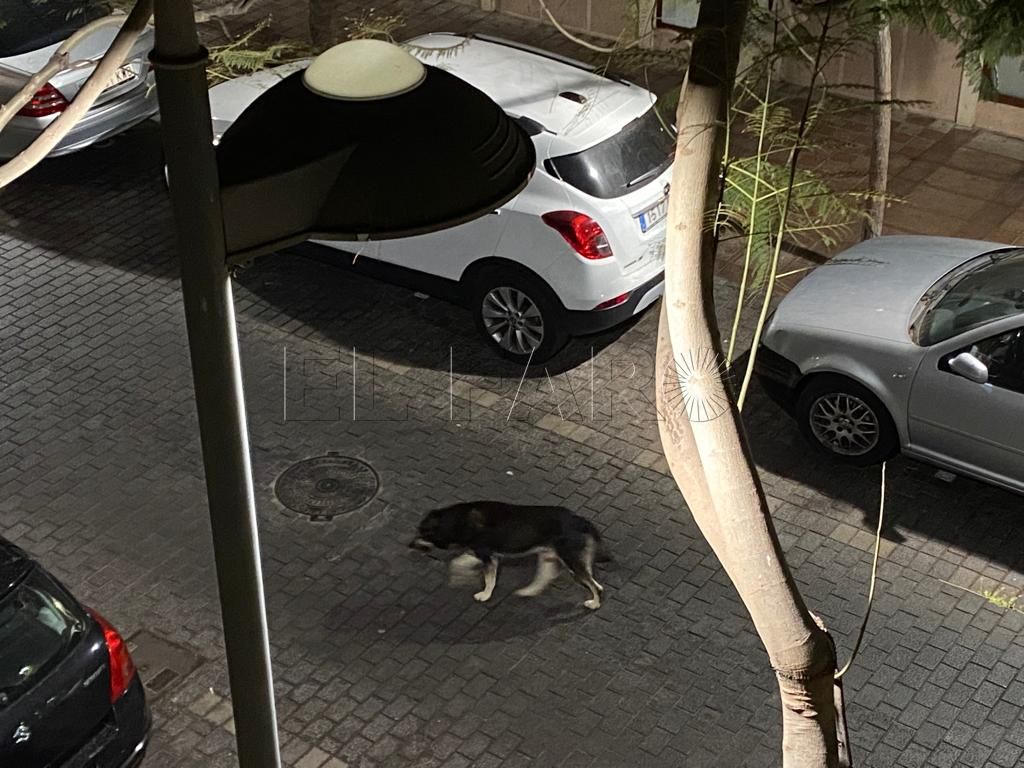 Salud Pública cifra en 40 los perros asilvestrados que deambulan por Melilla