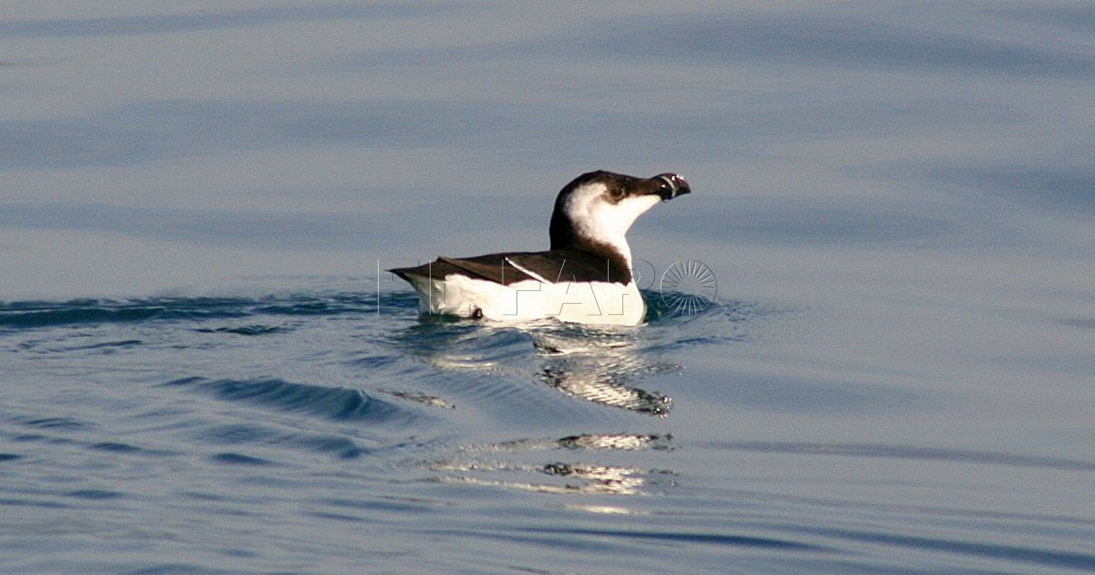 Alcas, los pingüinos del mar de Alborán