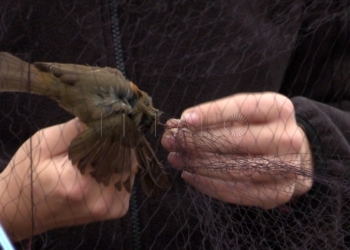 SEO Birdlife celebra el Día de los Humedales con un anillamiento científico en Melilla