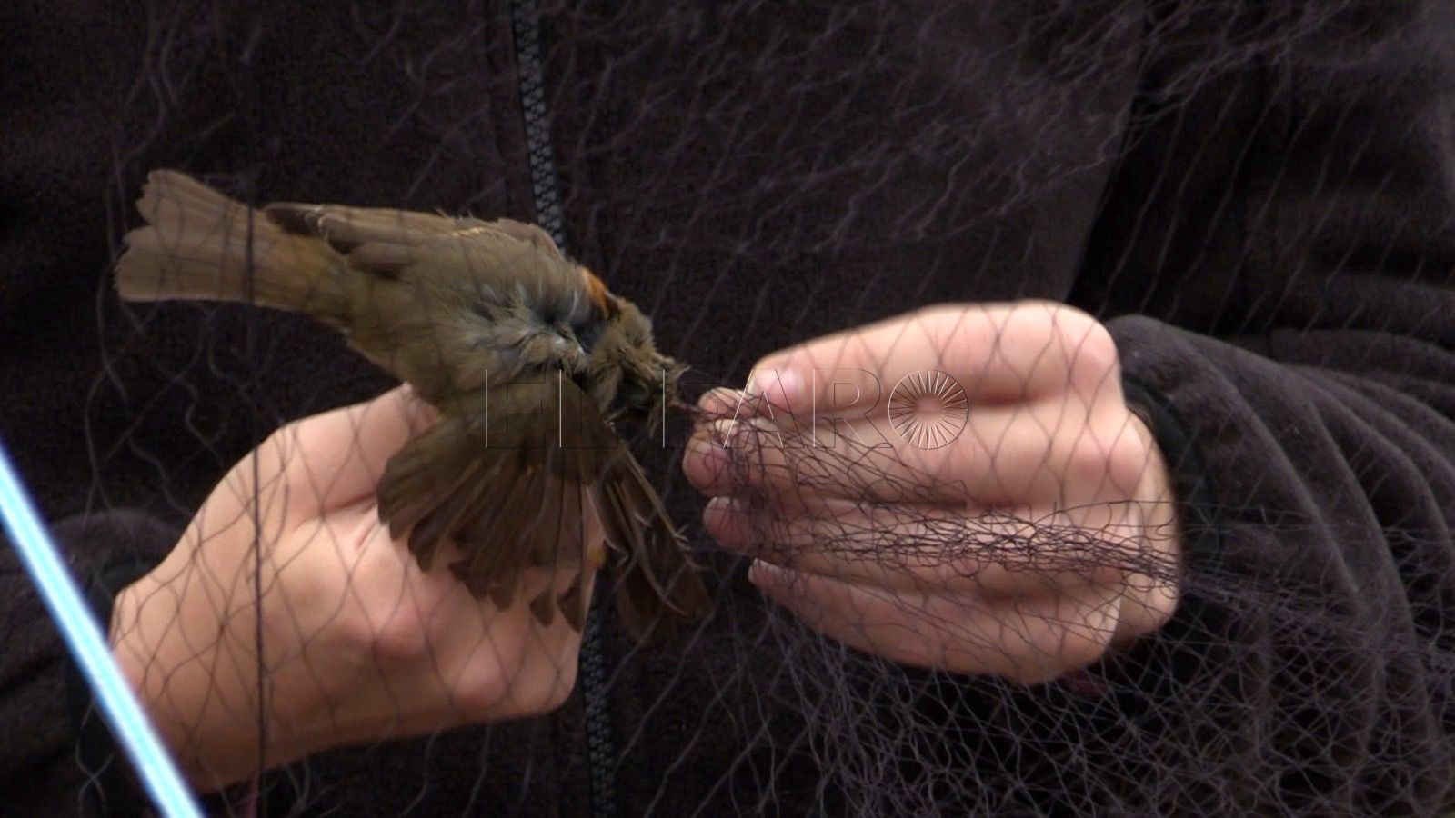 SEO Birdlife celebra el Día de los Humedales con un anillamiento científico en Melilla
