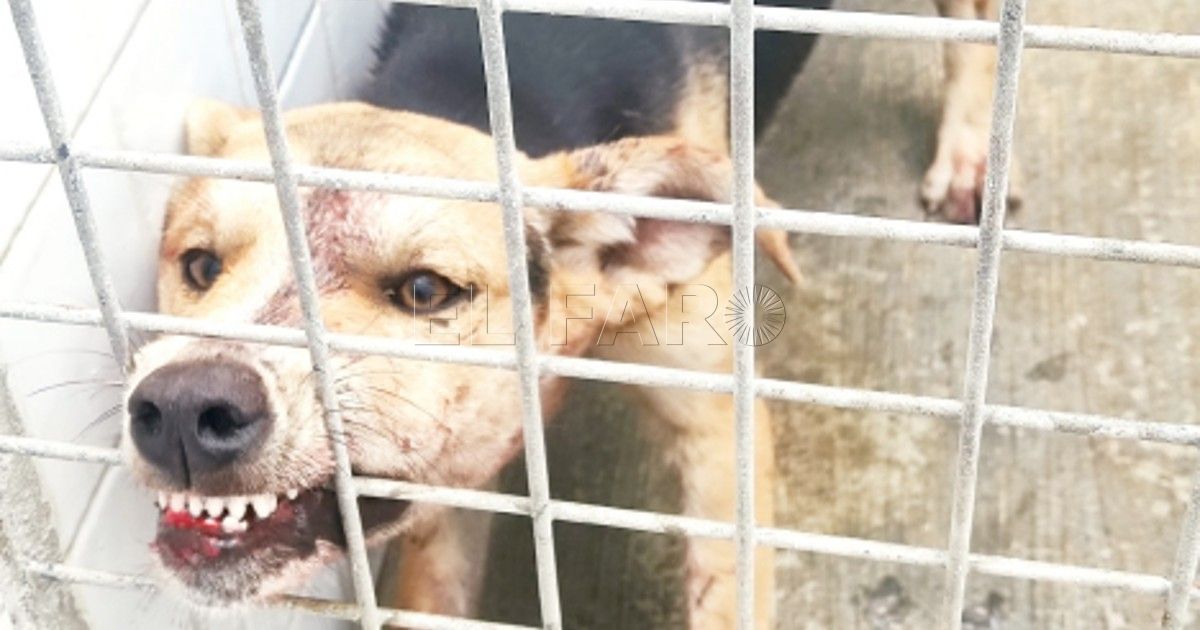 Salud Pública busca a un hombre que sujetó al perro que dio positivo en rabia en Melilla