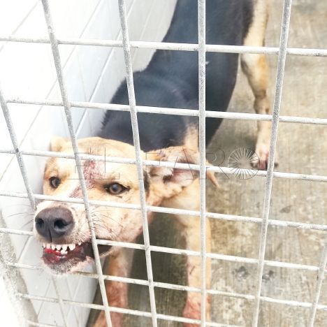 Melilla y el reto de controlar la rabia