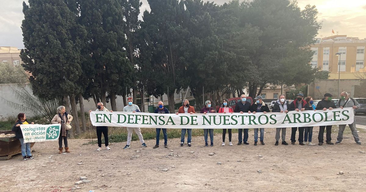 Guelaya denuncia el proyecto de talar el arbolado de la calle Pizarro