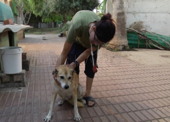 Melillenses consideran positivo que se apruebe la ley de Protección Animal