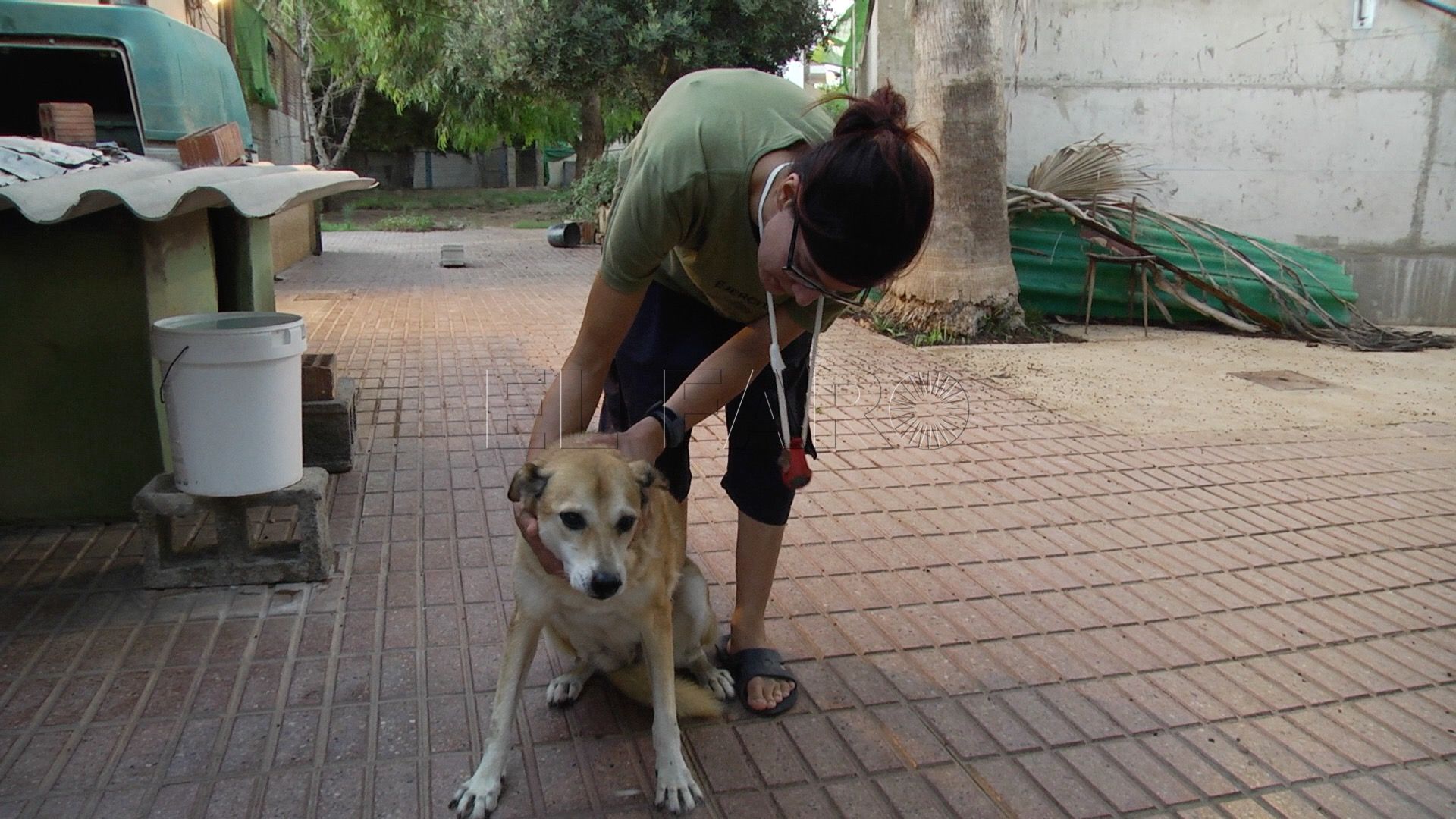 Melillenses consideran positivo que se apruebe la ley de Protección Animal