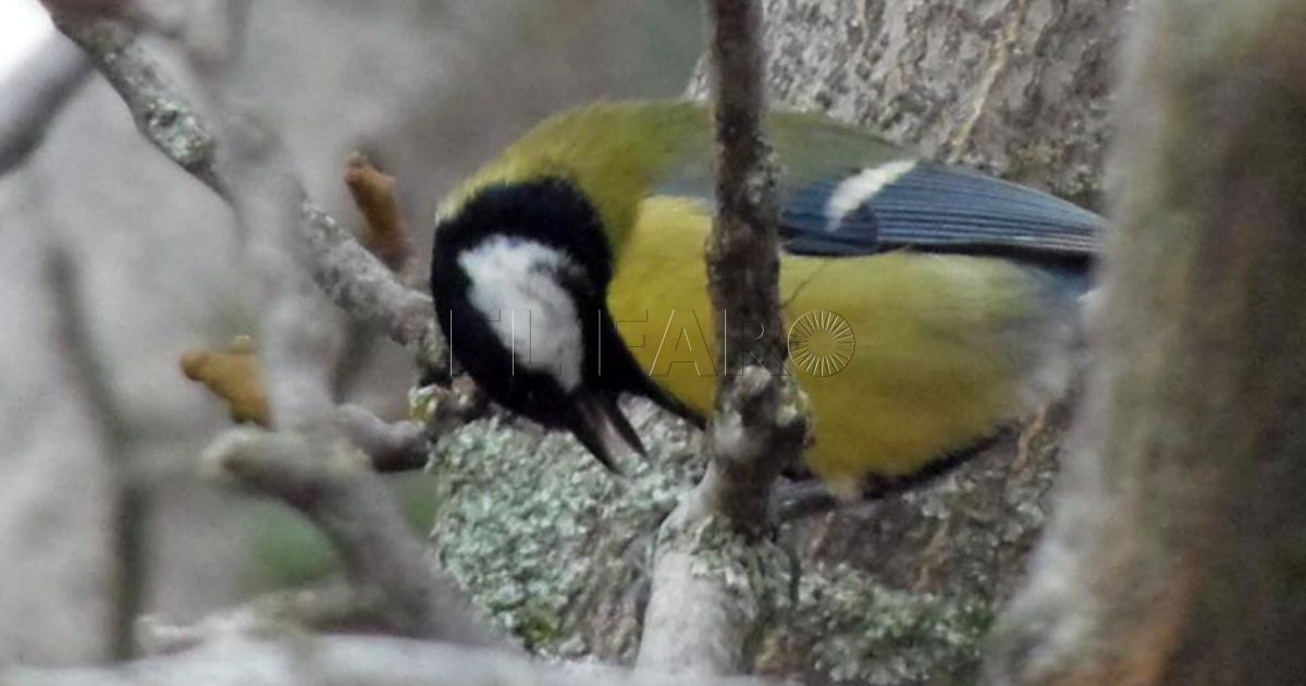 Melilla instala 45 cajas nido para aves que combaten plagas en los pinares