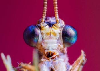 Un melillense queda cuarto del mundo en una competición de fotografía