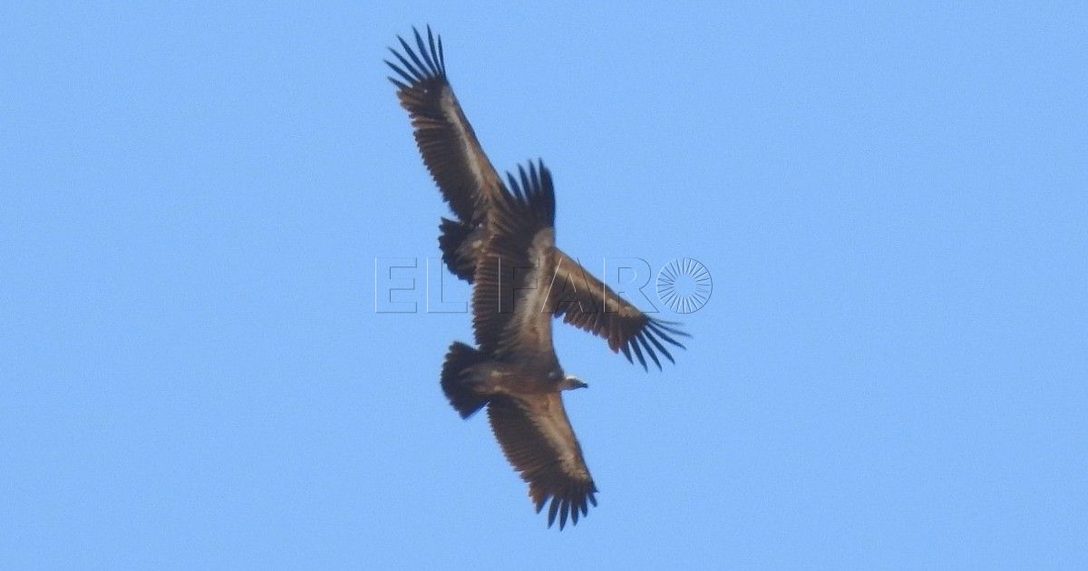 La difícil migración de las aves rapaces por el mar de Alborán