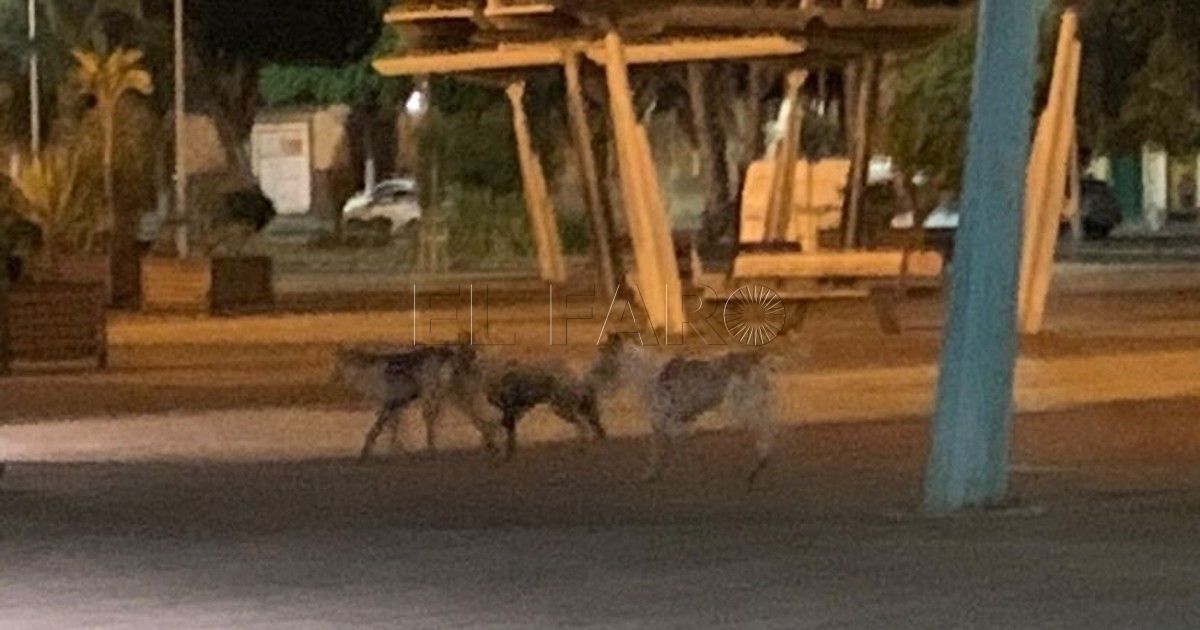 Nivel 1 de alerta por rabia y 5 víctimas, pero siguen las manadas de perros sueltos por Melilla