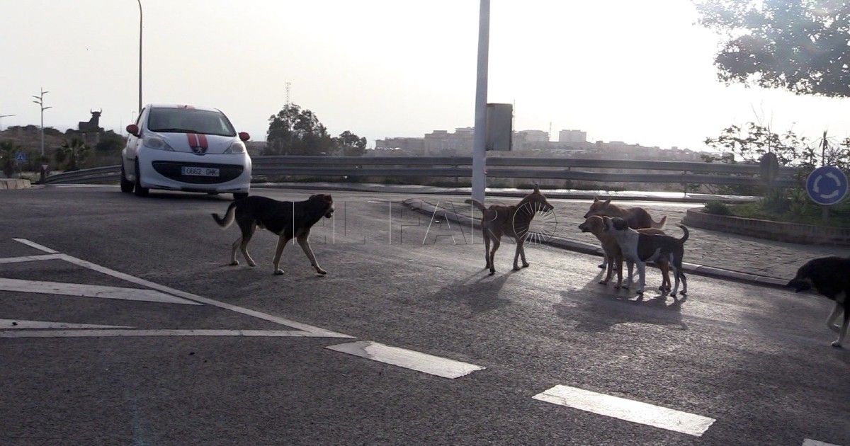 Salud Pública recoge en Melilla 56 perros asilvestrados: quedan "unos 30-40" sueltos por la ciudad