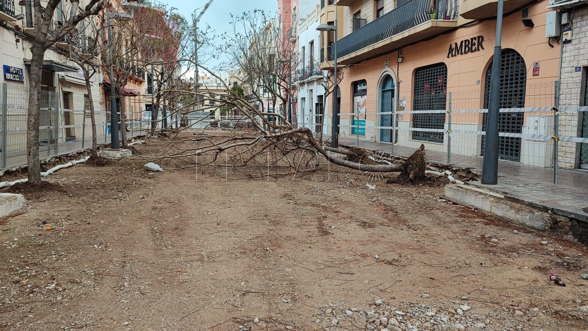 Un informe dice que los árboles de dos calles del centro “sufren”