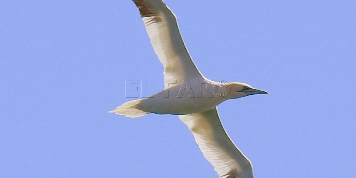 Los picados del alcatraz atlántico, uno de los espectáculos más impresionantes