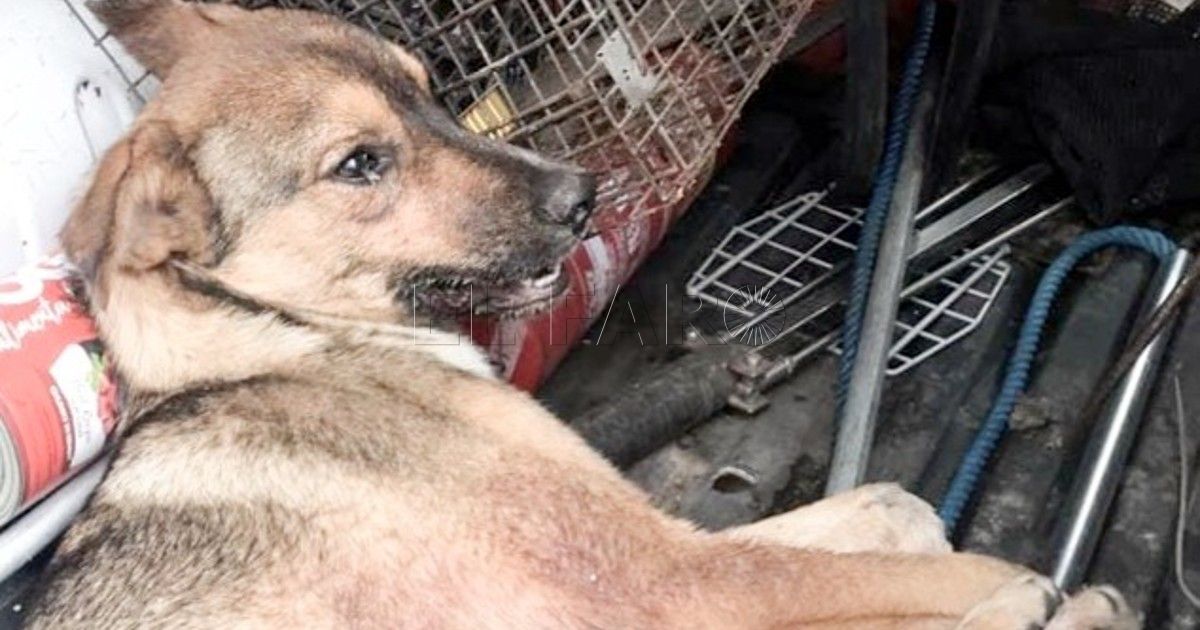 Octavo caso de rabia en Melilla: da positivo en antígenos un perro hallado muerto en Reina Regente