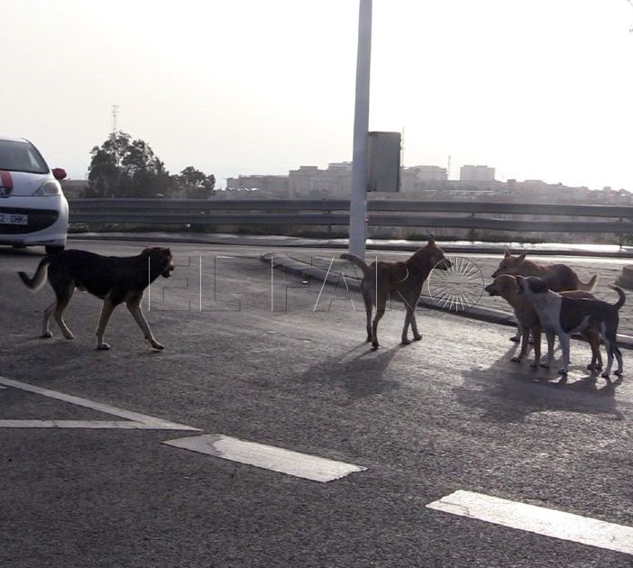 Velázquez acusa a la consejera de Salud Pública de "volver a menospreciar" a los veterinarios