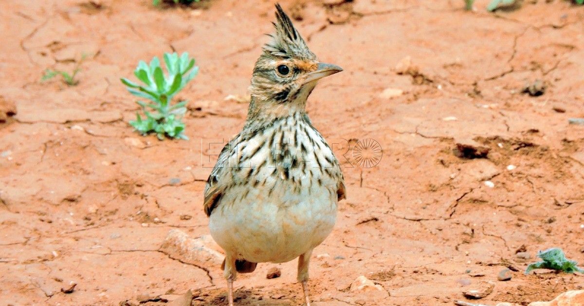 La cogujada, el ave que silba en los llanos de Melilla