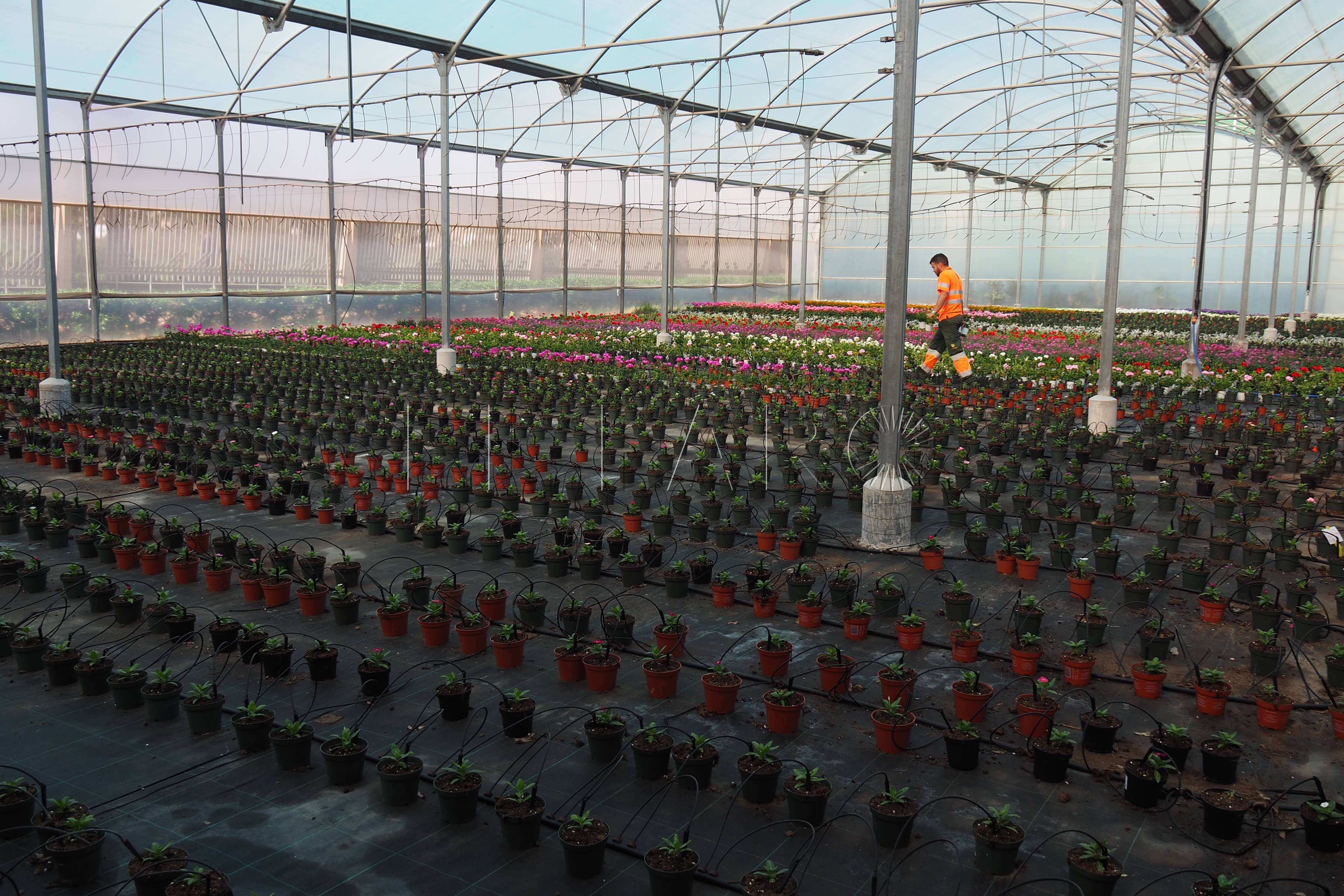 Más de 10.000 flores inundarán las calles de la ciudad para 'Melilla en Flor'