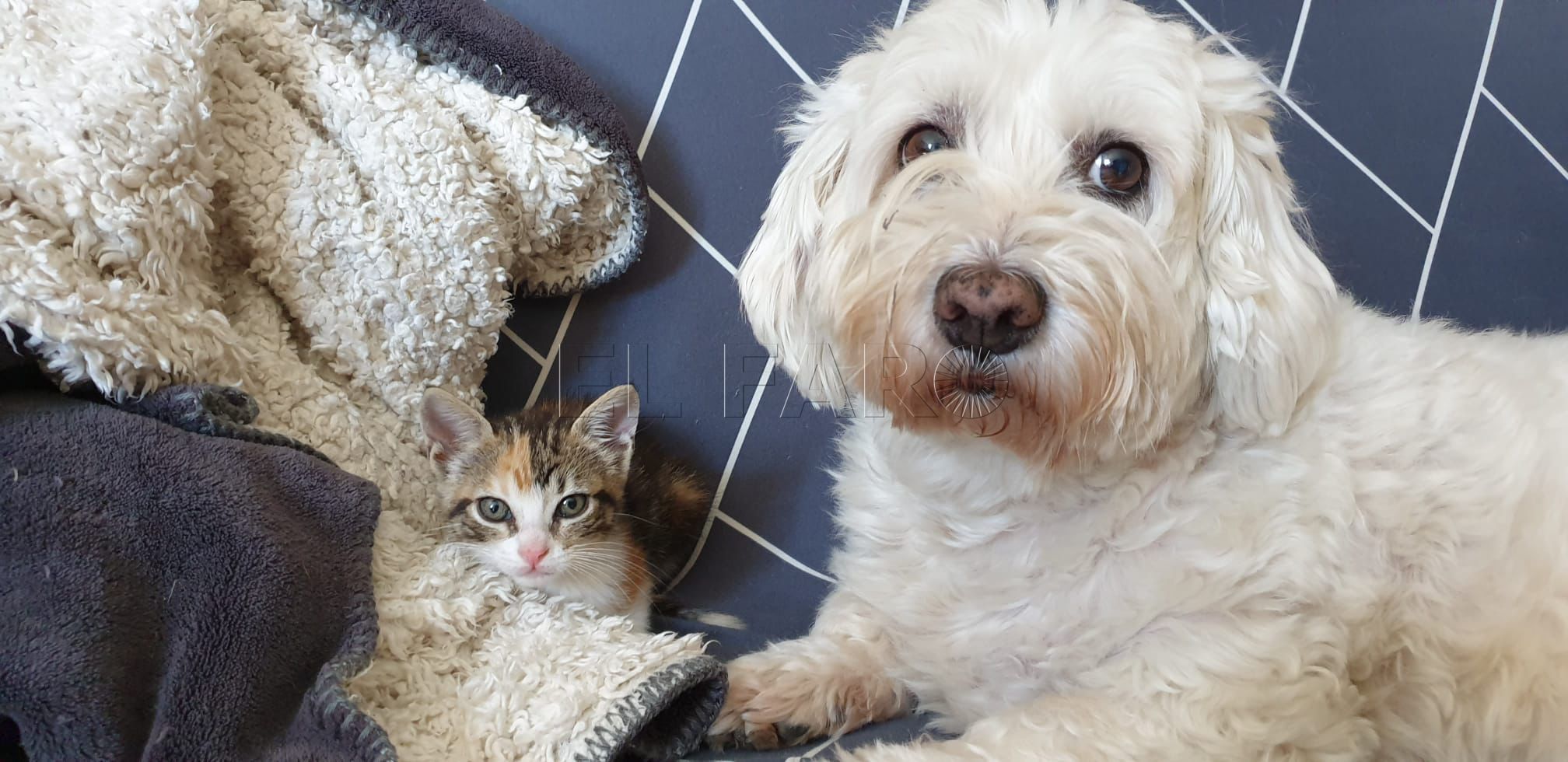 Un ciudadano protesta al no dejarle Correos entrar a la oficina con su mascota