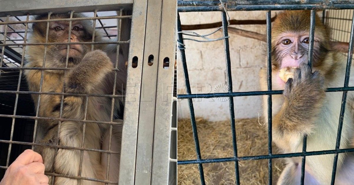 Trasladan dos monos decomisados en Melilla a un centro de rescate en Alicante