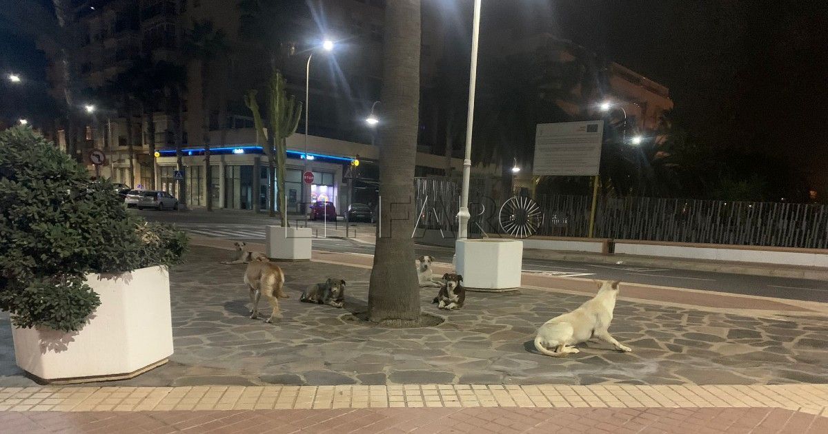 Bienestar Animal afirma que desaparecen las manadas de perros callejeros en Melilla