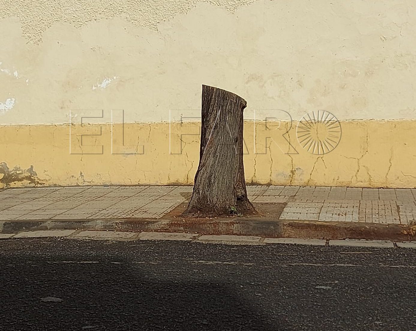 Ahora los árboles en Melilla ya tienen voz