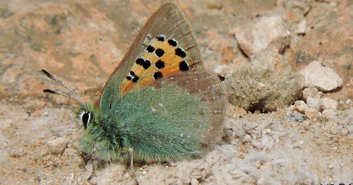 Cardenillo, la mariposa de cobre