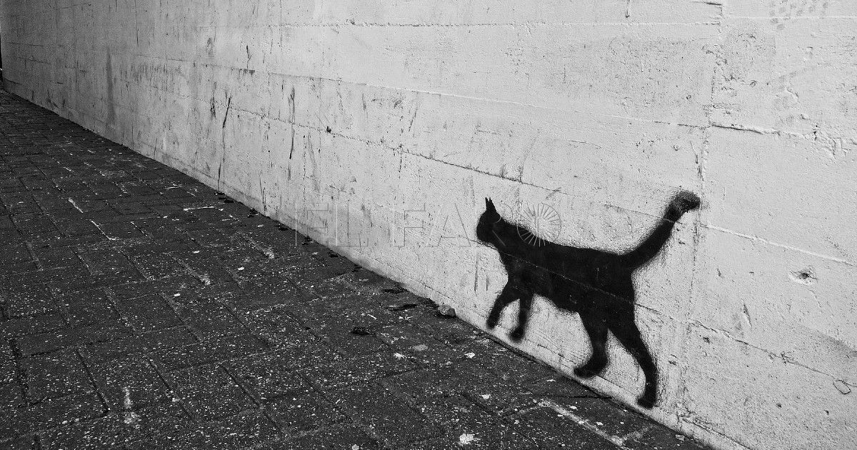 Colonias de gatos en Melilla