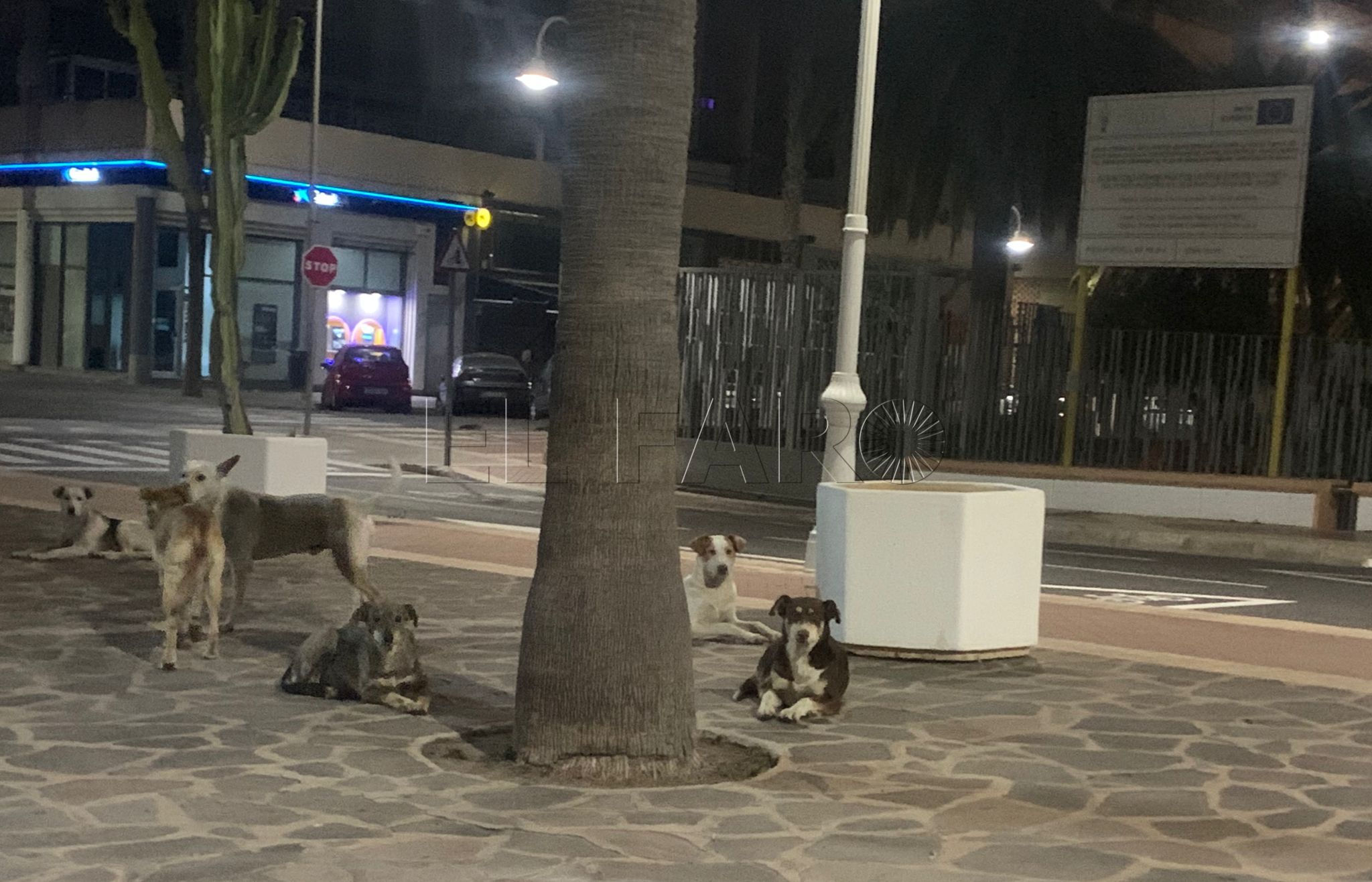 Confirmado un nuevo caso de rabia en un perro de Marruecos