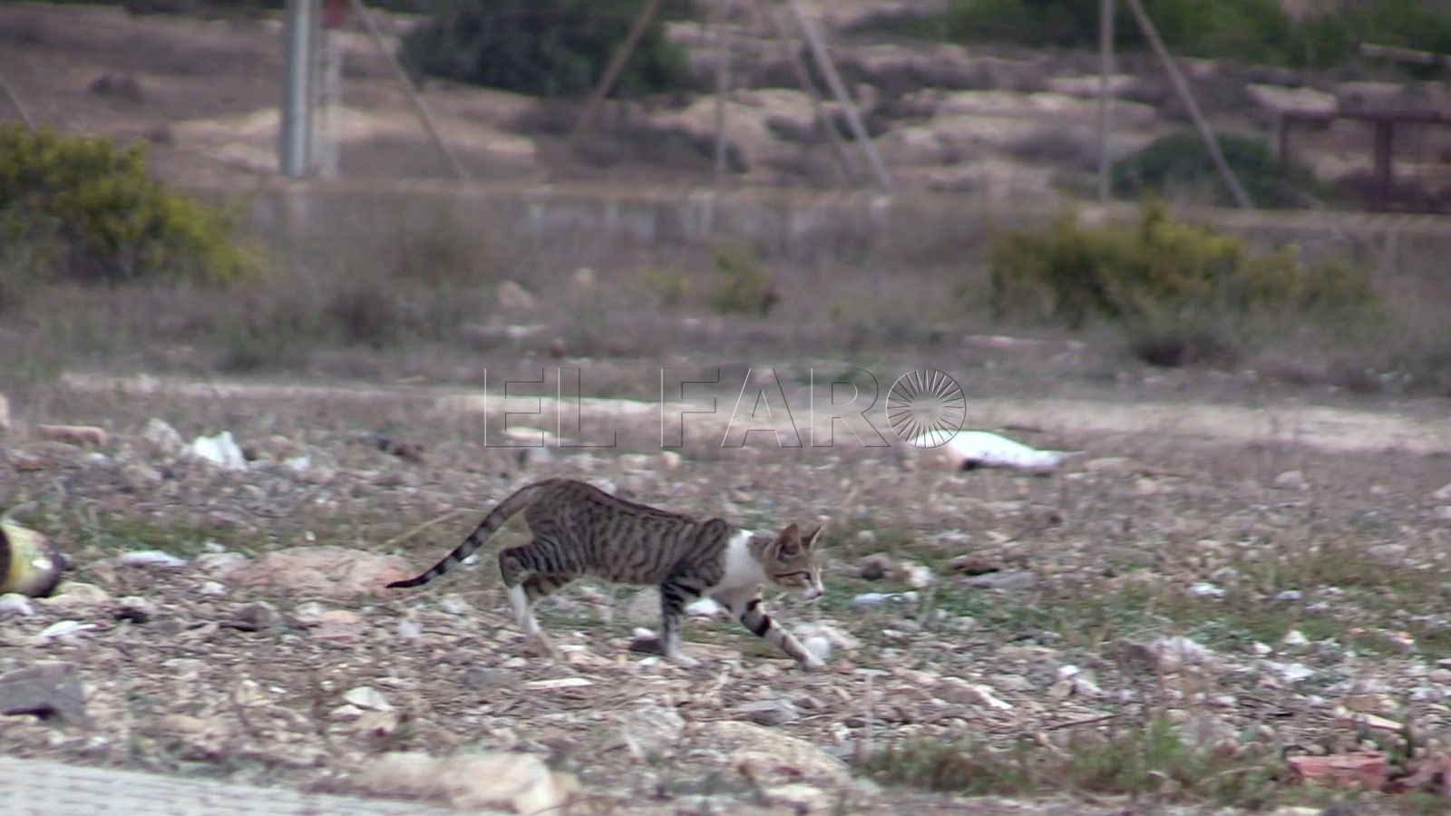 La Asamblea aprueba el control de las colonias felinas en Melilla