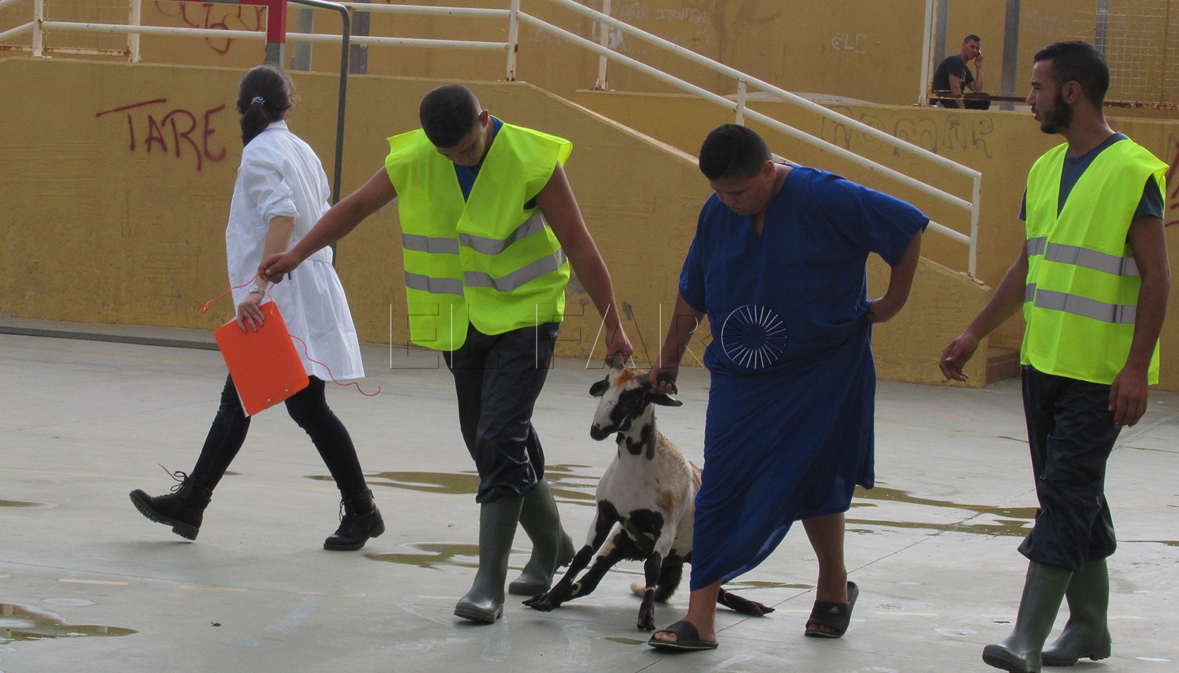 La Delegación afirma que no habrá borregos de Marruecos