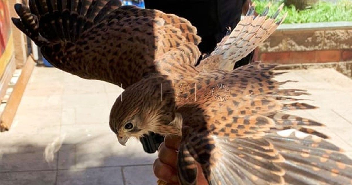 La Policía Nacional salva a un cernícalo de una muerte segura en Melilla