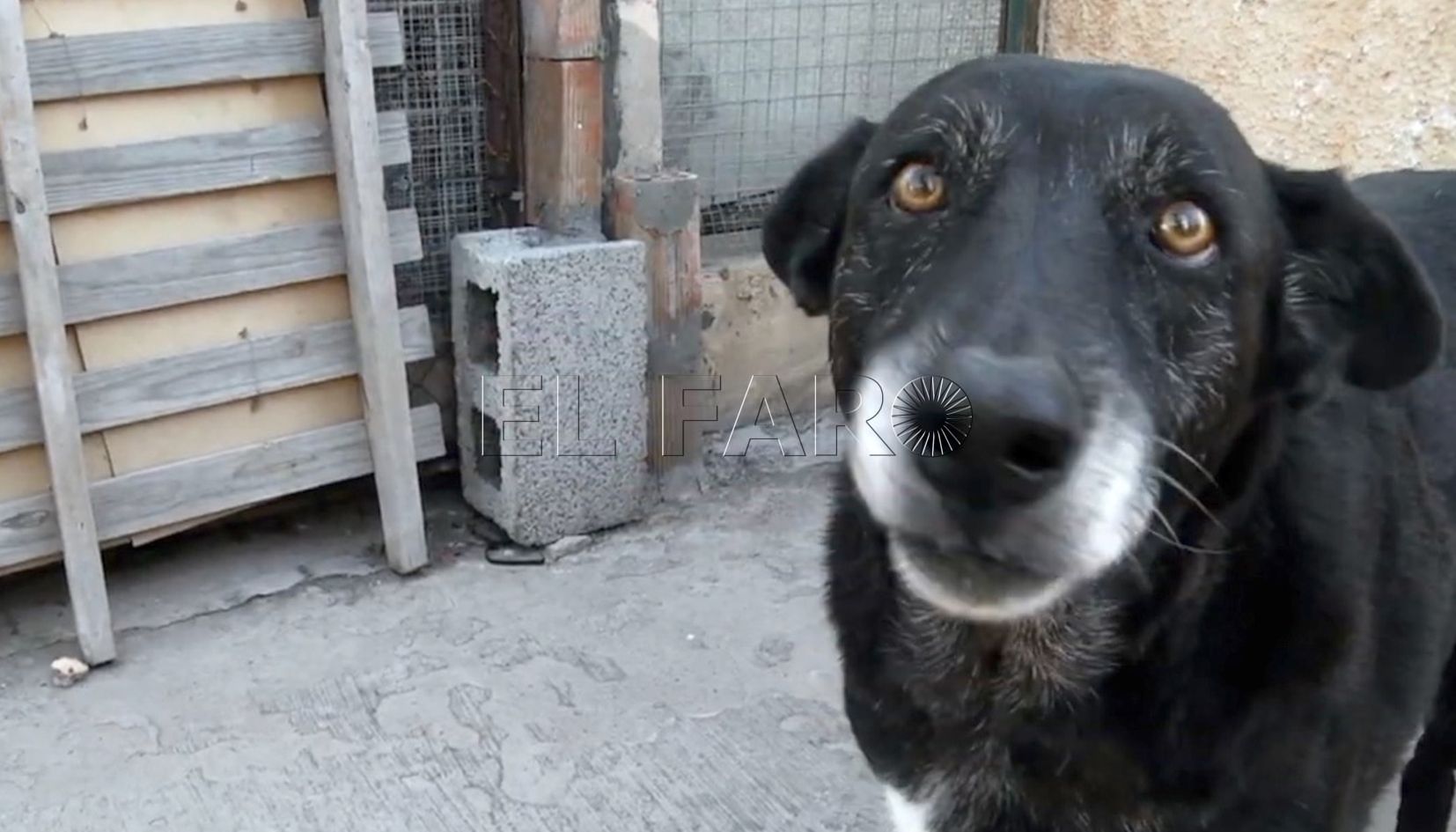 Registrado el séptimo caso de rabia animal este año, segundo en junio