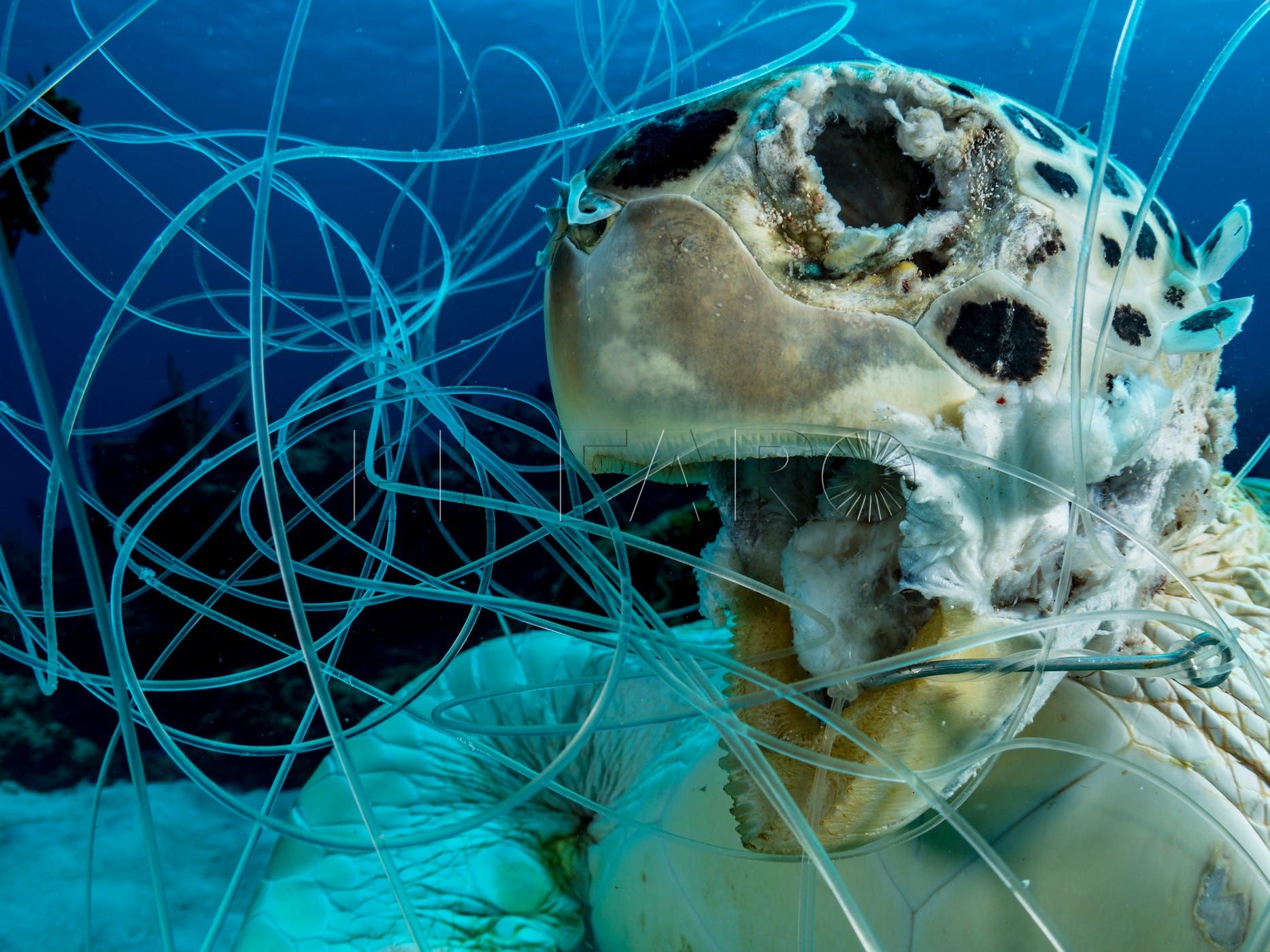 Redes fantasma, la muerte invisible de los océanos