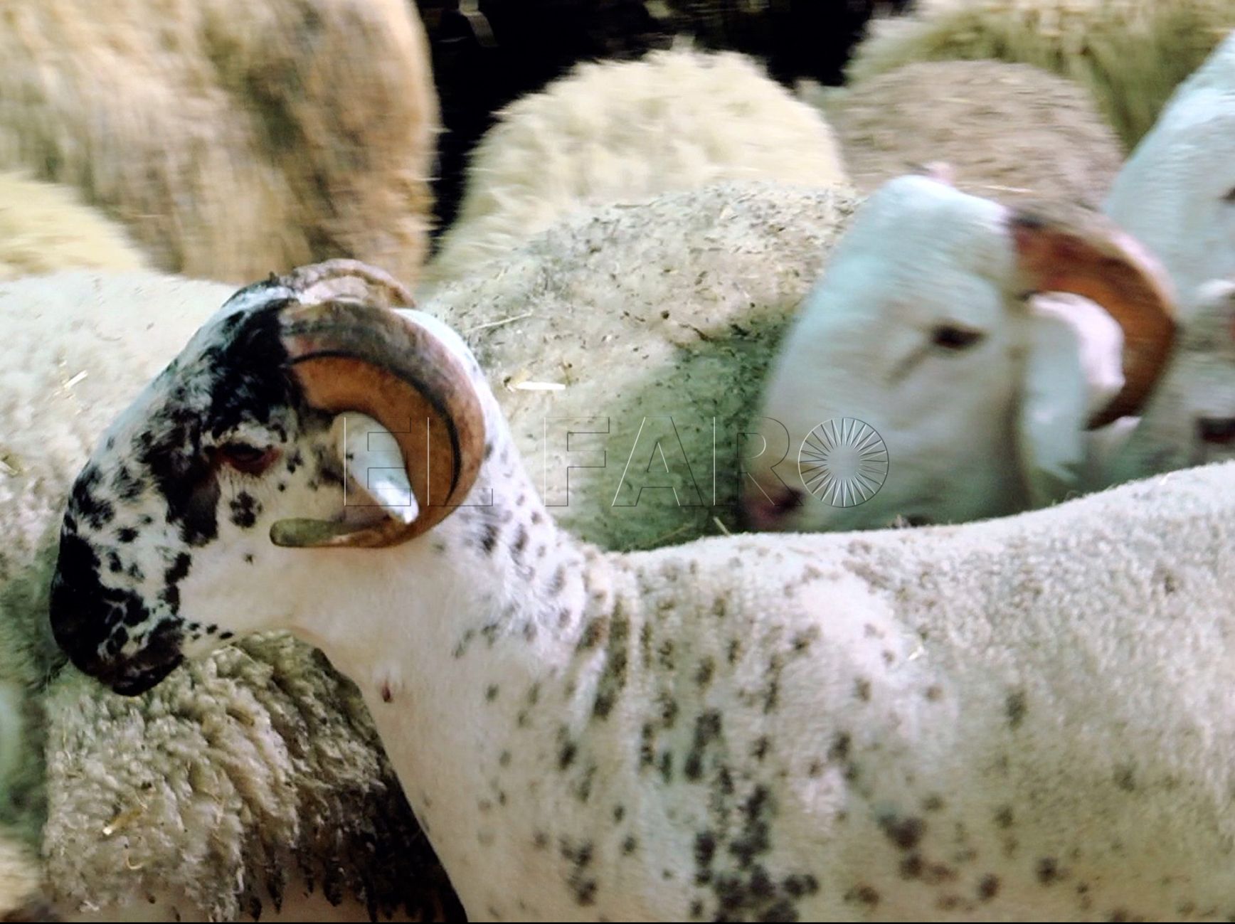 Pasan a 9 los puntos de sacrificio repartidos por la ciudad